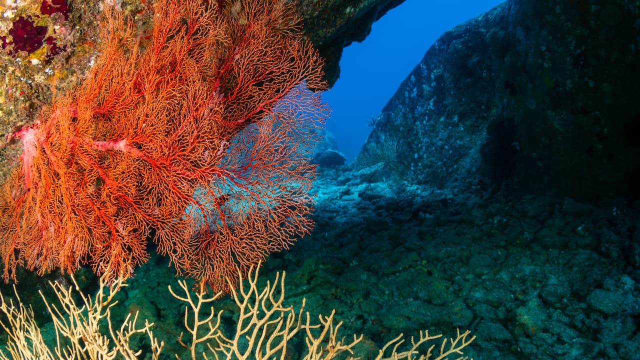 Corals and tropical fish on an underwater rock archway on a tropical coral reef